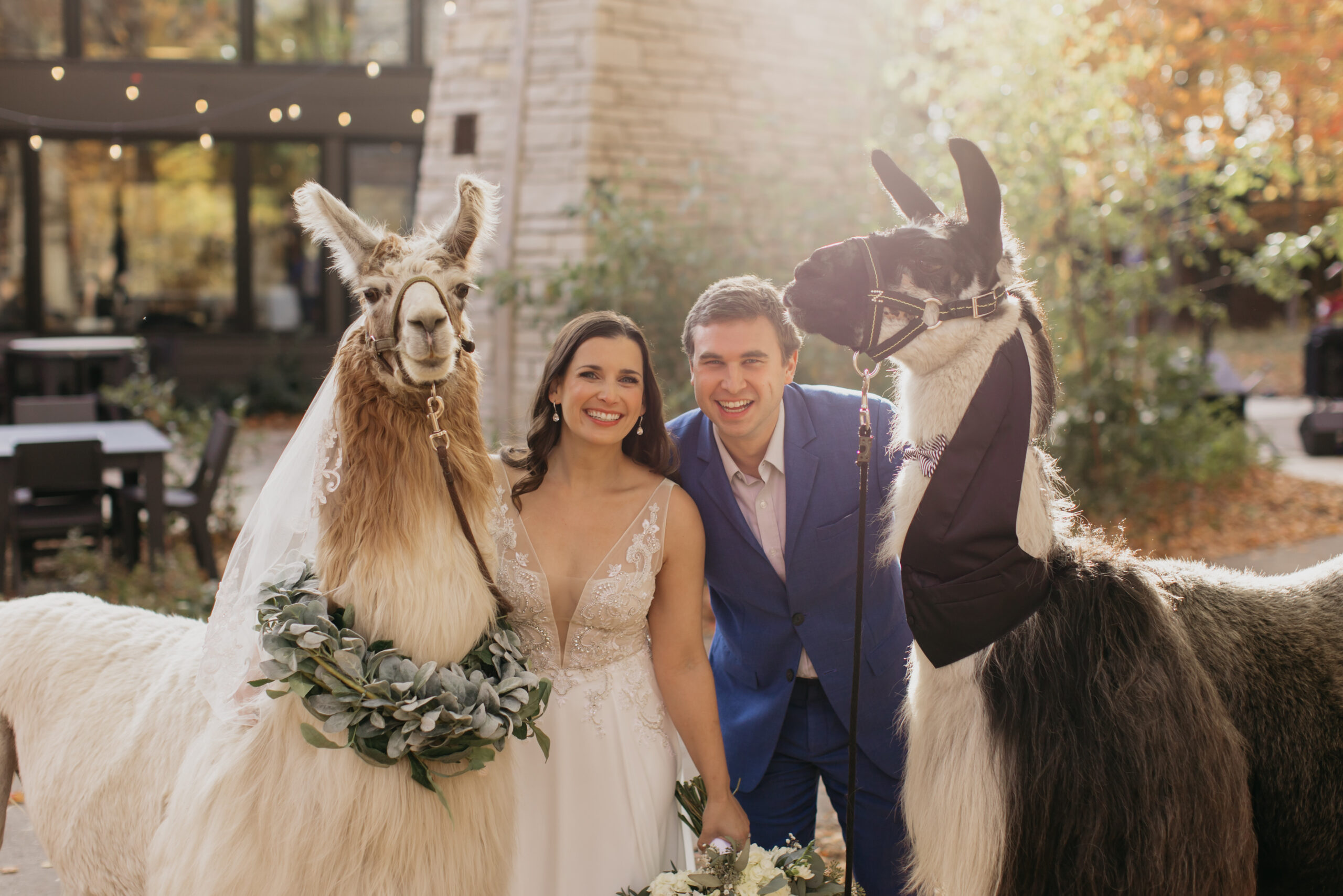 bride and groom pose with adorable llamas on their wedding day