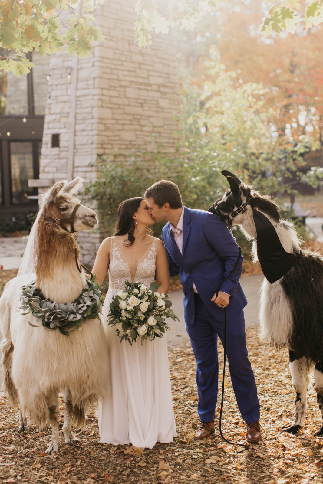 A lovely shot of the bride and groom kissing with adorable llamas beside them