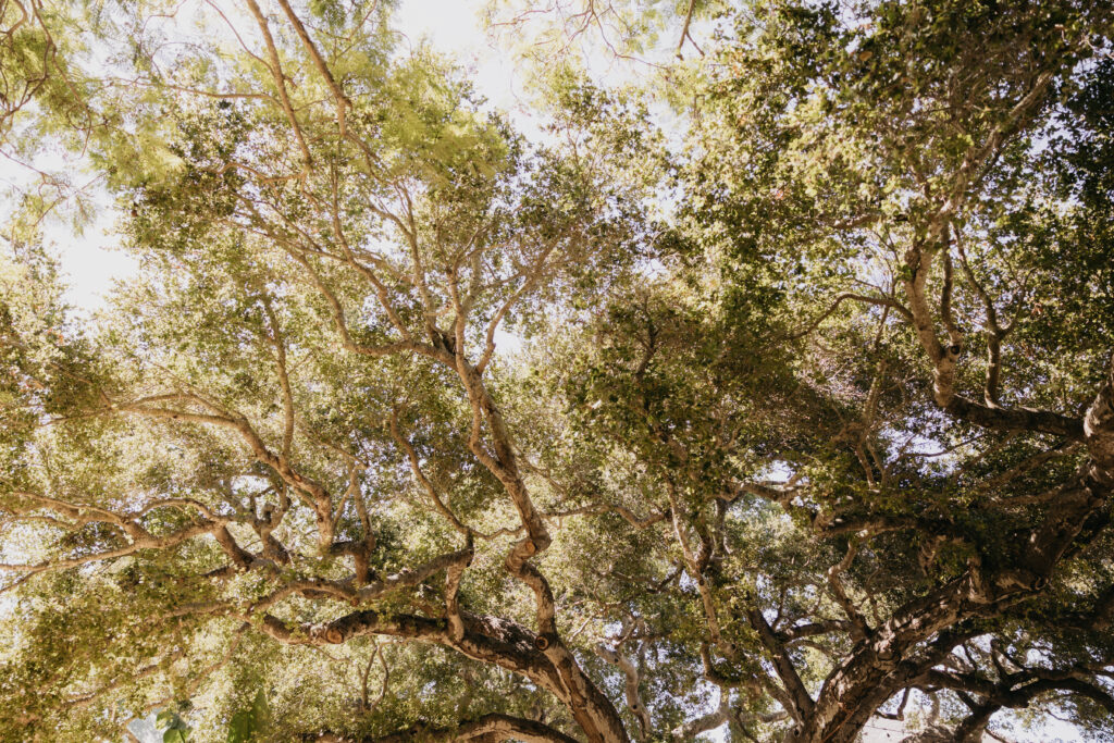 Sunlight shining through the branches of oak trees at a Montecito wedding ceremony.