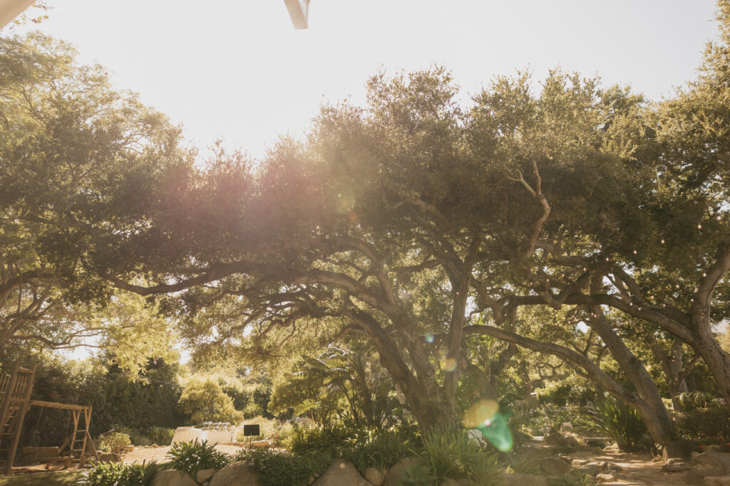 Sunlight filtering through sprawling oak trees during a Montecito private estate wedding.