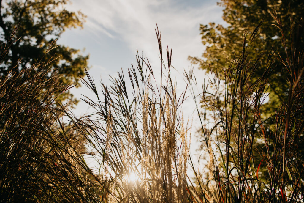Golden grasses at sunset near Lake Minnetonka — outdoor B-roll from brand photography psychologist Minneapolis session