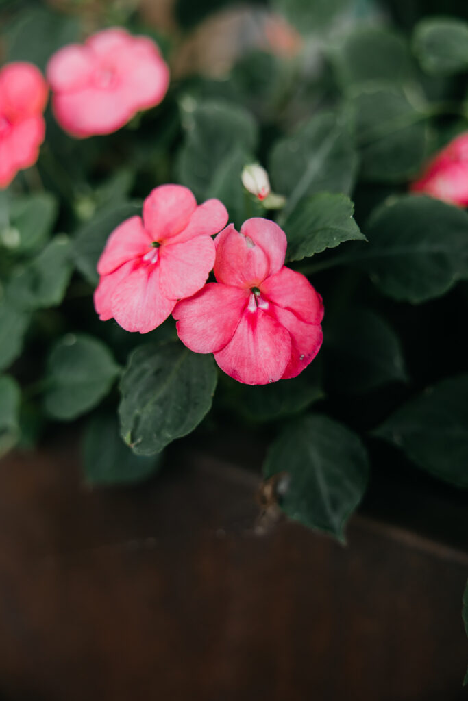 Pink impatiens flowers in planter — lifestyle B-roll from brand photography psychologist Minneapolis session by Mycah Bain Photography