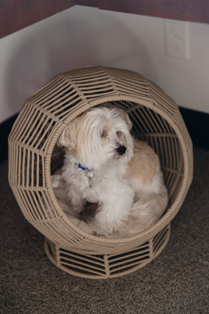 White fluffy dog sitting in wicker basket — personal brand detail from Minneapolis psychologist brand photography session